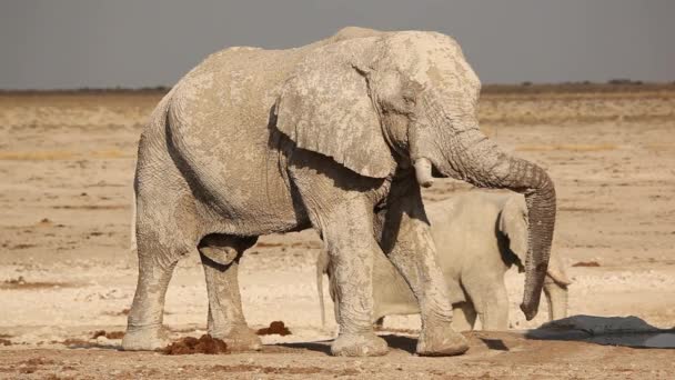 Elefante Africano coberto de lama — Vídeo de Stock