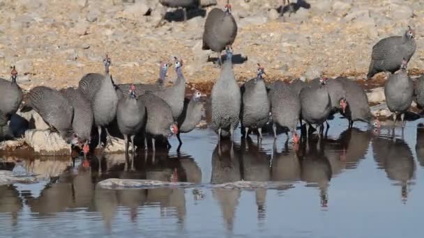 Guineafowls cascos — Vídeo de stock