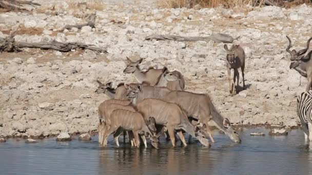 Kudu antiloper på vattenhål — Stockvideo