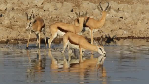 Antílopes Springbok en el abrevadero — Vídeos de Stock