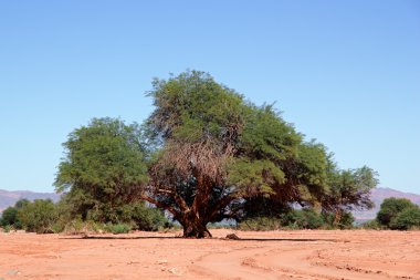 prosopis ağacı