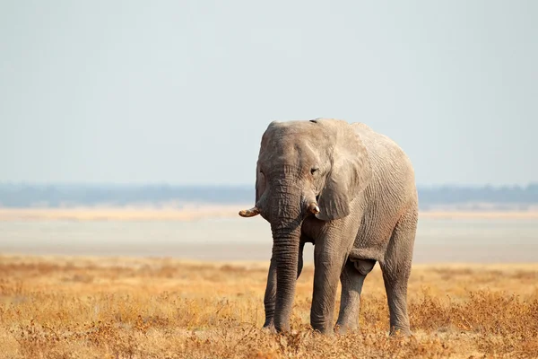 Elefante africano en llanuras abiertas — Foto de Stock