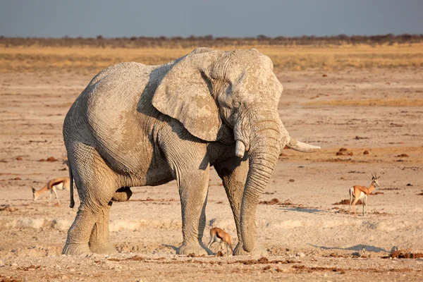 Elefante Africano coberto de lama — Fotografia de Stock