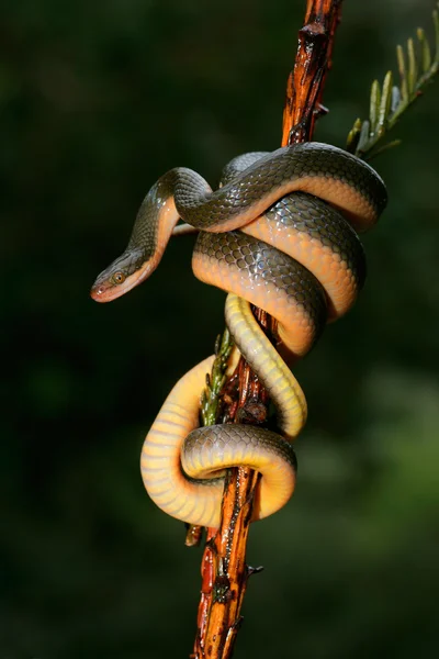 Aurora Casa Serpente — Fotografia de Stock