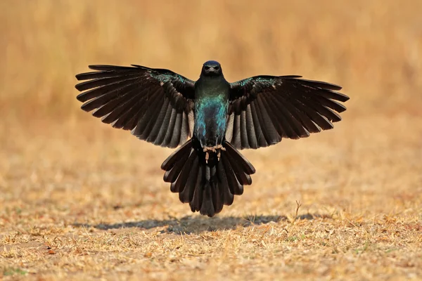 Burchells starling landing — Stock Photo, Image