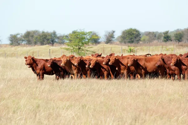 Bovins à angus rouge — Photo