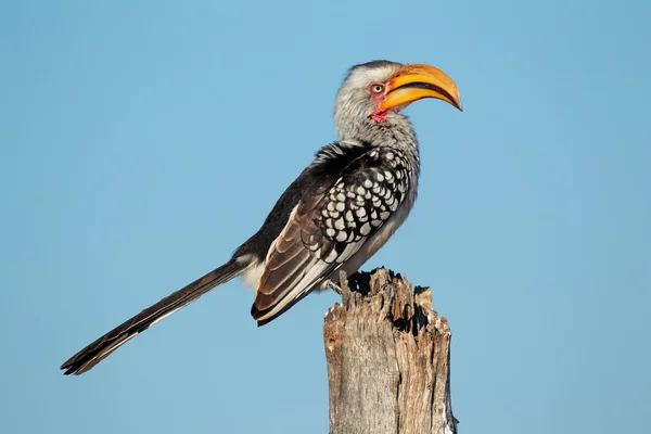 Yellow-billed hornbill — Stock Photo, Image