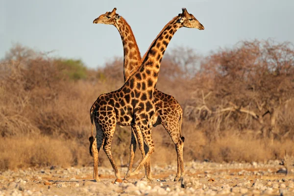 Zürafa boğa — Stok fotoğraf