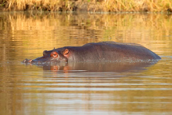 Nijlpaard — Stockfoto