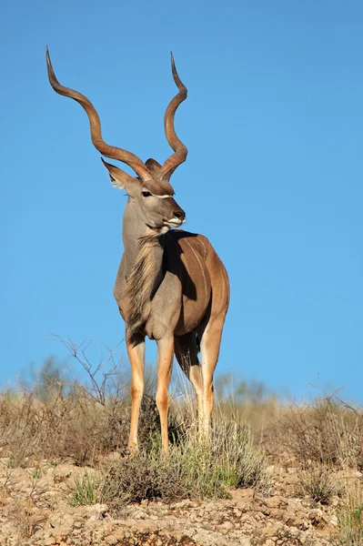 Antylopa kudu — Zdjęcie stockowe