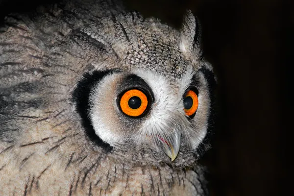 Owl portrait — Stock Photo, Image