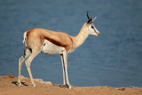 Springbok antilop — Stok fotoğraf