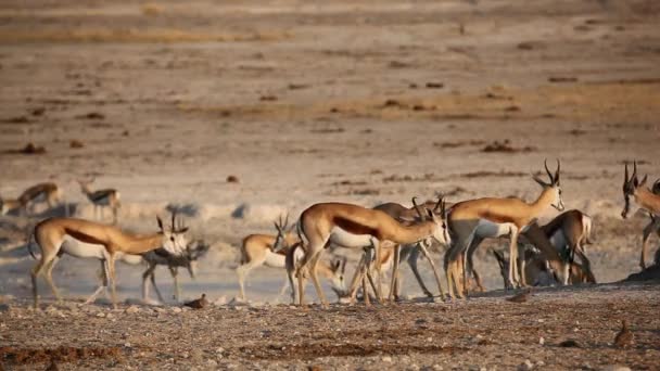 SPRINGBOCK antiloper på vattenhål — Stockvideo