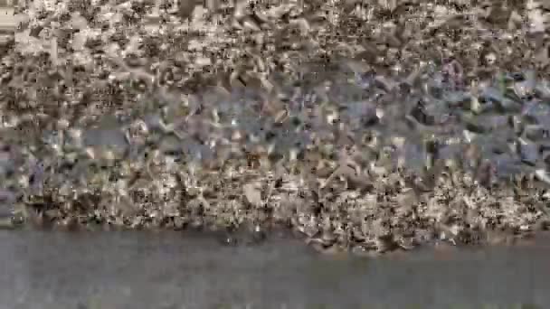 Red-billed Queleas — Stock Video