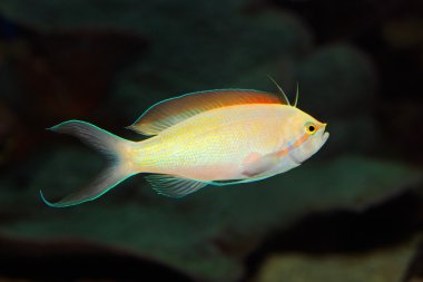 anthias visanthias balık