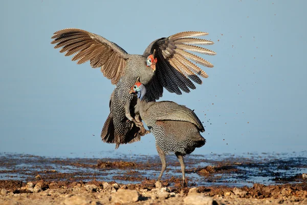 Fighting helmeted guineafowl — Stock Photo, Image