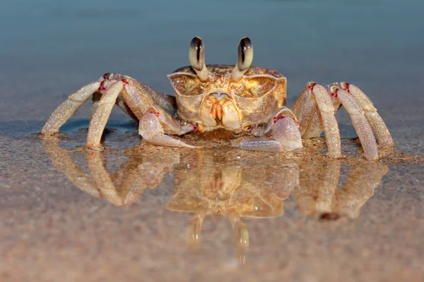 Cangrejo fantasma en la playa — Foto de Stock