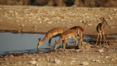 Impala antilop ziyarette200