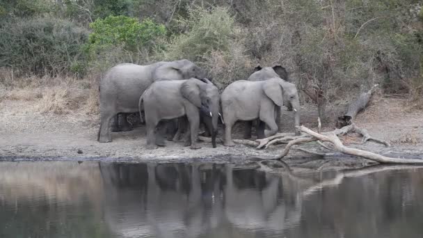 Afrikaanse olifanten — Stockvideo