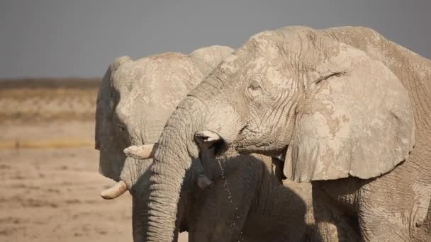 Eau potable d'éléphant — Video