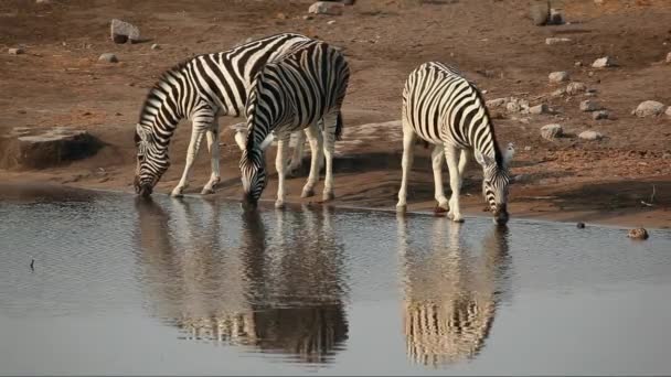 pláně zebry pití