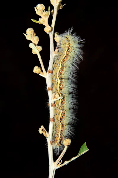 Harige caterpillar — Stockfoto