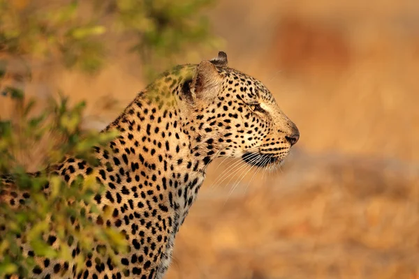 Portret leopard — Fotografie, imagine de stoc