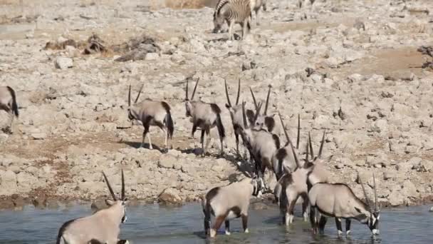 Gemsbok antiloper på vattenhål — Stockvideo