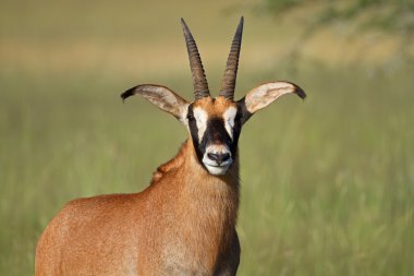 Roan antelope clipart