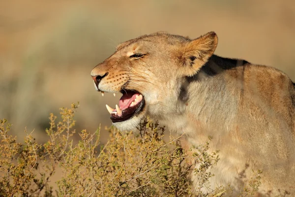 Aggressive lioness — Stock Photo, Image