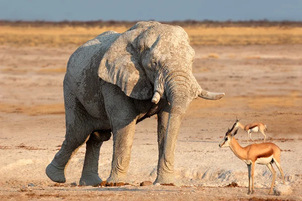 Afrikanischer Elefant mit Schlamm bedeckt — Stockfoto
