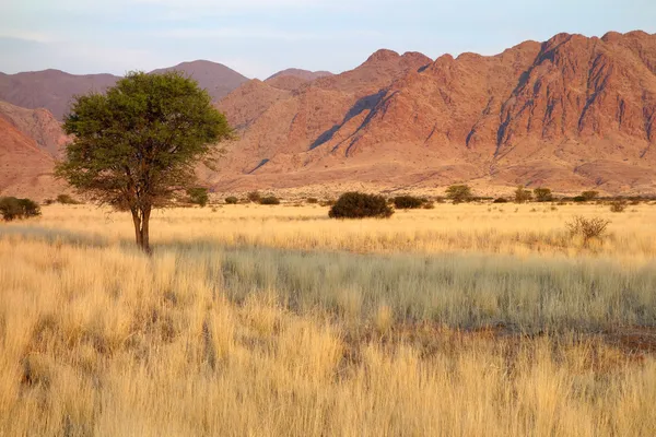Desert landscape — Stock Photo, Image