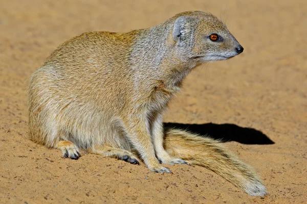 Gul mongoose — Stockfoto