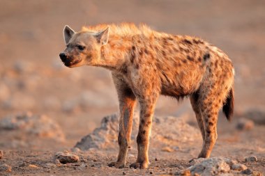 Spotted hyena clipart