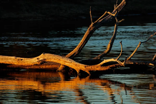 Branches with reflections — Stock Photo, Image