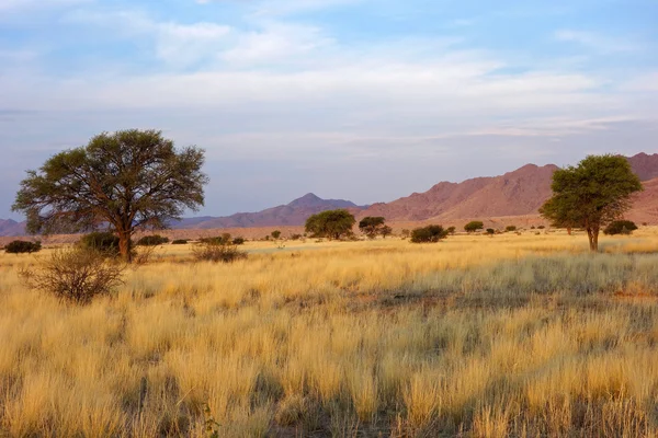 Desert landscape — Stock Photo, Image