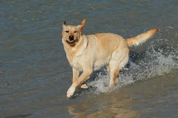 Golden retriever oynama