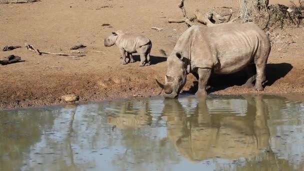 White rhinoceros and calf — Stock Video