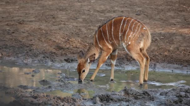 Jeune antilope Nyala 