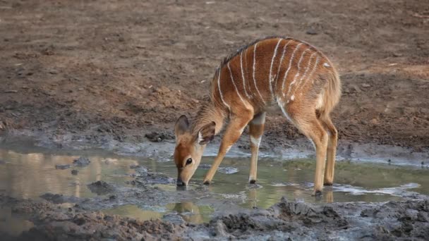 Young Nyala antelope — Stock Video