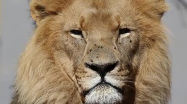 Afrika aslanı portre