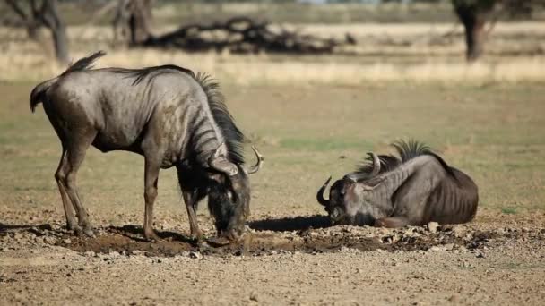 Wildebeest azul jugando — Vídeo de stock