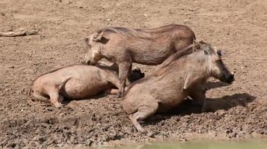 Warthog aile