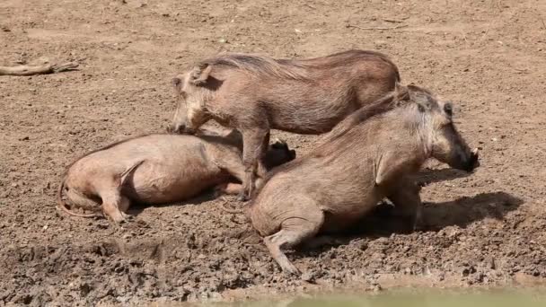 Knobbelzwijn familie — Stockvideo