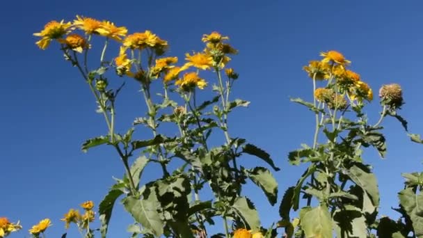 Размахивая полевыми цветами на ветру — стоковое видео
