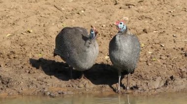miğferli guineafowls