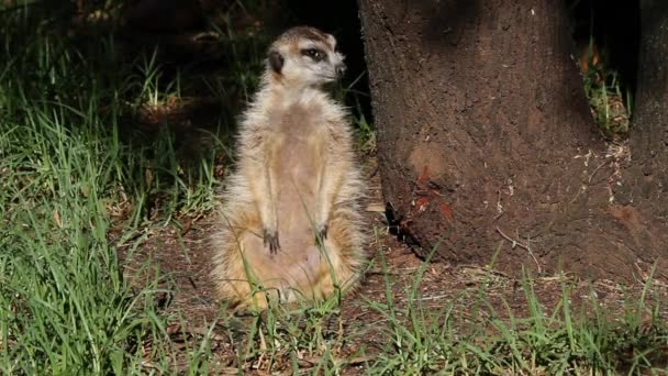 Оповіщення meerkat — стокове відео