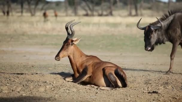 Red hartebeest antílope jugando — Vídeo de stock