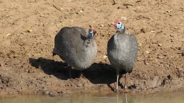 Miğferli guineafowls — Stok video