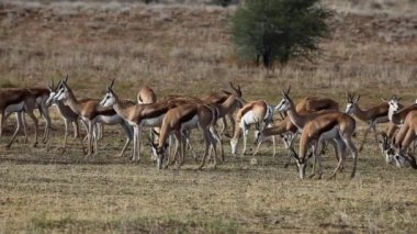 Springbok otlatma